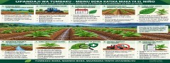 TANZANIA TOBACCO SECTOR EL NIÑO 2026/27 TOBACCO PRODUCTION CONTINGENCY GUIDE