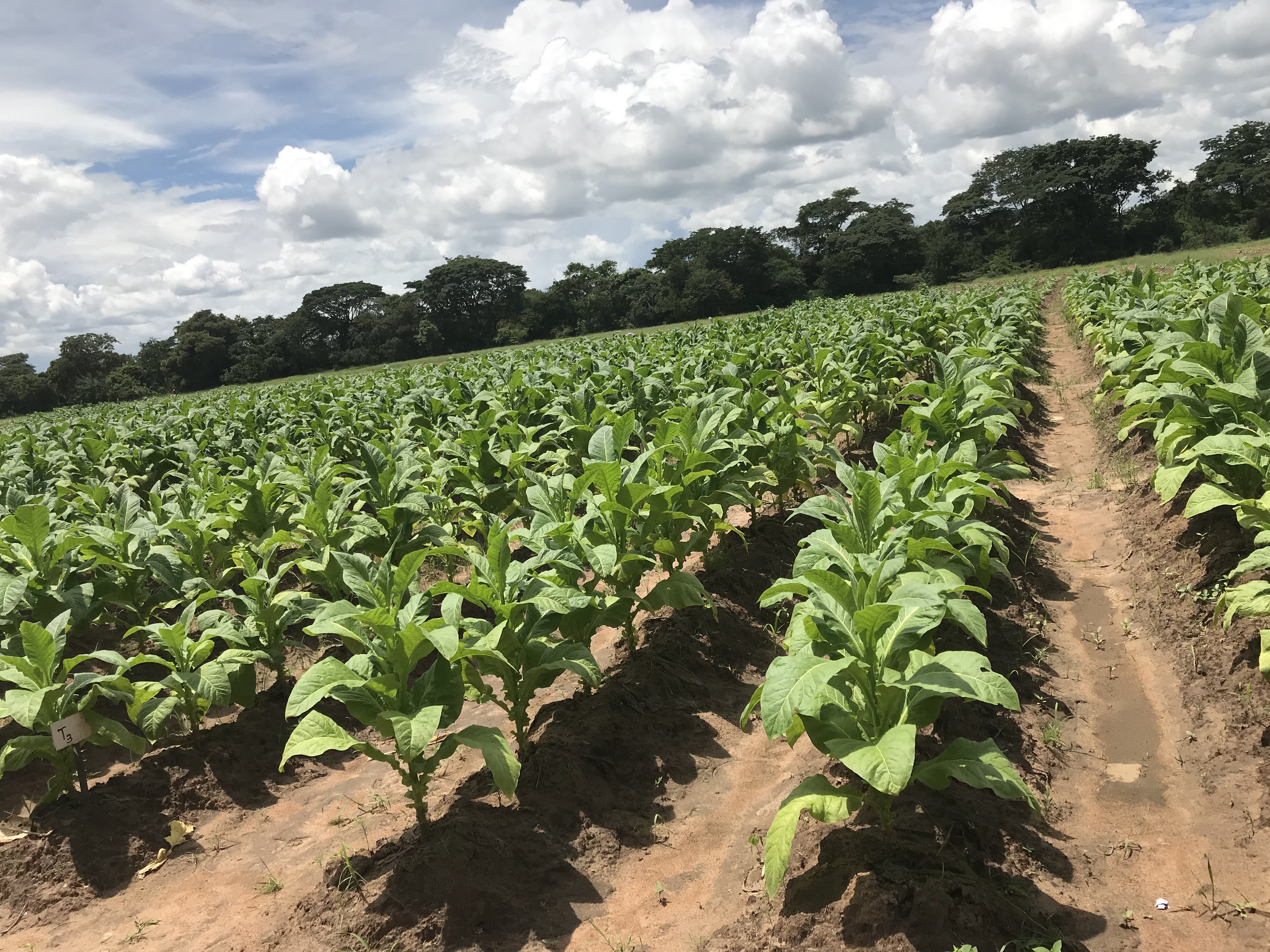 Tobacco field
