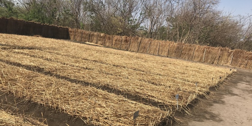 Tobacco seedbed covered with mulch grasses